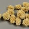 Casuarina inalbit 1.6kg z188