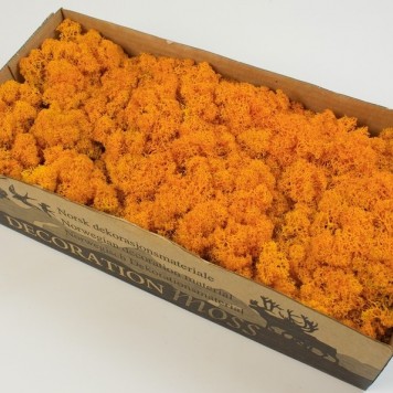 Muschi islanda 500gr portocaliu