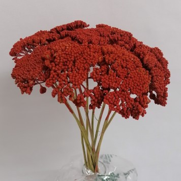 Achillea terrakotta