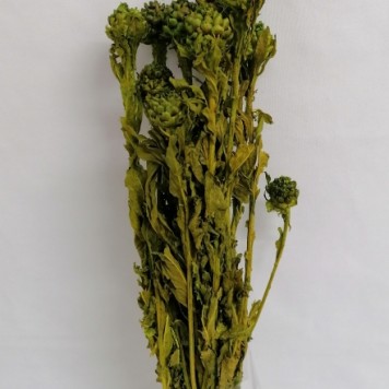 Ochiul dracului verde