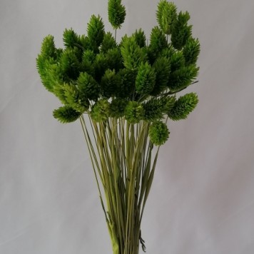 Tallaris verde deschis