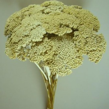 Achillea alb