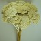 Achillea alb