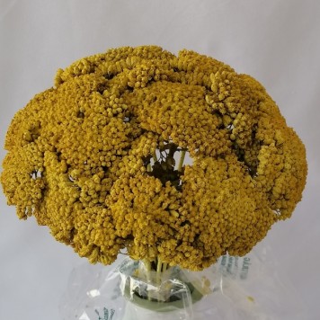 Achillea galben