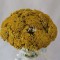 Achillea galben