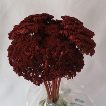 Achillea bordeaux