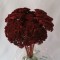 Achillea bordeaux
