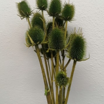 Ciulin verde deschis