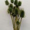 Ciulin verde deschis