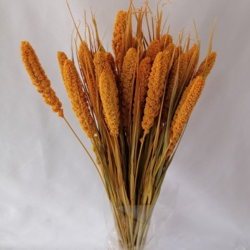 Ciumiz piersica