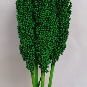 Sorg verde inchis