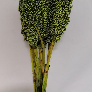 Sorg verde deschis