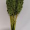 Sorg verde deschis
