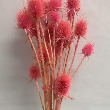 Ciulin roz deschis