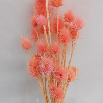 Ciulin piersica
