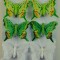 Fluturi cu clame 8cm S/6 wh/gr/y
