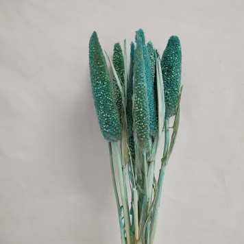 Babala aqua