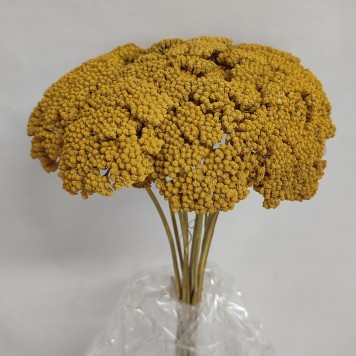 Achillea galben soare