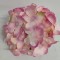 Capete hortensie 15cm S/12 nalba/verde