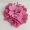 Capete hortensie 15cm S/12 nalba