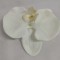 Cap orhidee 13cm S/24 crem