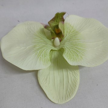 Cap orhidee 13cm S/24 crem/verde