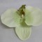 Cap orhidee 13cm S/24 crem/verde