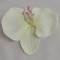 Cap orhidee 13cm S/24 crem/roz