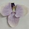 Cap orhidee 13cm S/24 mov deschis