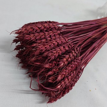 Grau fara arifte bordeaux