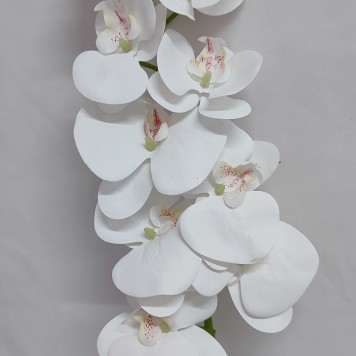 Fir orhidee 98cm alb