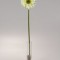 Fir gerbera 48cm verde
