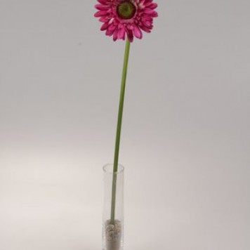 Fir gerbera 48cm fuchsia