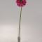Fir gerbera 48cm fuchsia