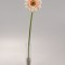Fir gerbera 48cm piersica