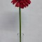 Fir gerbera 48cm rosu