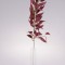 Creanga eucalypt s/12 60cm burgundy