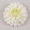 Cap dalie pompon 12cm S/6 crem-verde