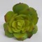 Suculente artificiale 11x10cm verde
