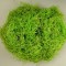 Bumbac lemn verde deschis