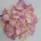 Cap hortensie 12cm powder violet crem