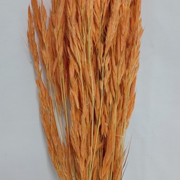Ovaz salbatic piersica