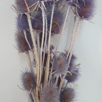 Ciulin mov deschis