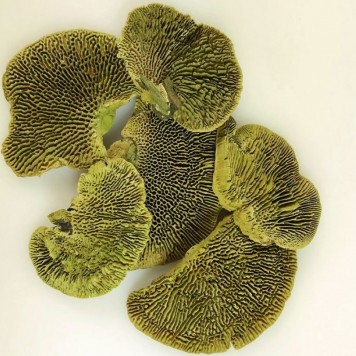 Iasca verde deschis