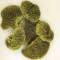 Iasca verde deschis