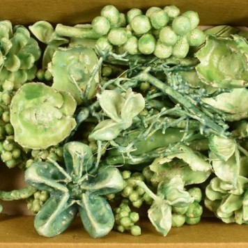 Plante uscate mixt cerat verde