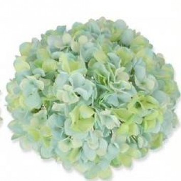 Cap hortensie 25cm menta