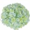 Cap hortensie 25cm menta