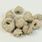 Cocos mini vopsit gri