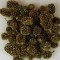 Casuarina auriu&glitter